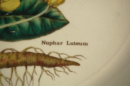 (n-7616) Enoch Wedgwood LTD, Florabunda taimedaga vaagen