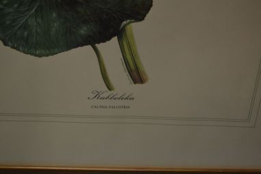 (p-1101/1)  Raamitud taimedega trükipilt