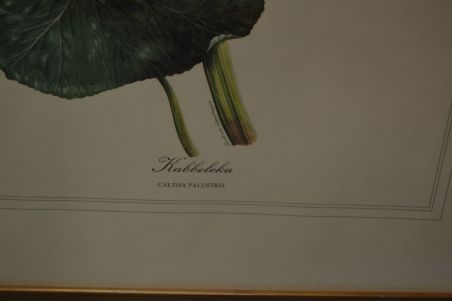 (p-1101/1)  Raamitud taimedega trükipilt