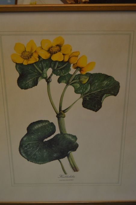 (p-1101/1)  Raamitud taimedega trükipilt