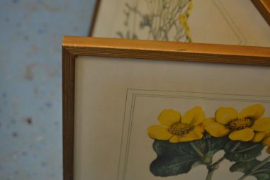 (p-1101/1)  Raamitud taimedega trükipilt