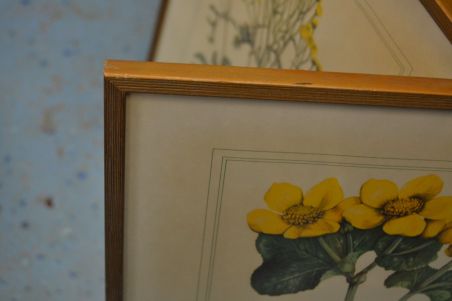 (p-1101/1)  Raamitud taimedega trükipilt