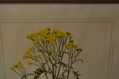 (P-1101/2) Raamitud taimedega trükipilt