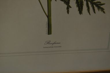 (P-1101/2) Raamitud taimedega trükipilt