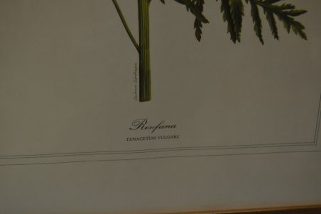 (P-1101/2) Raamitud taimedega trükipilt