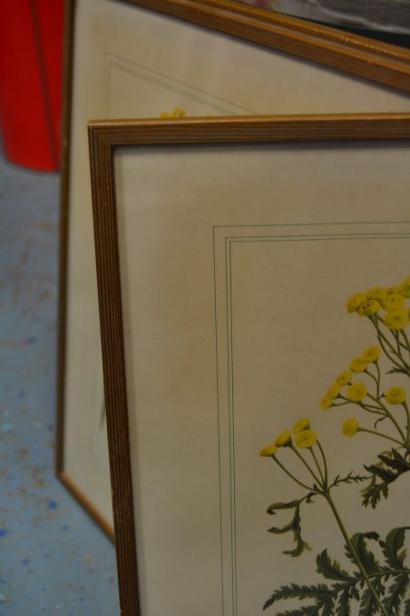 (P-1101/2) Raamitud taimedega trükipilt