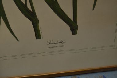 (p-1101/3) Raamitud taimedega trükipilt