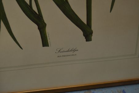 (p-1101/3) Raamitud taimedega trükipilt