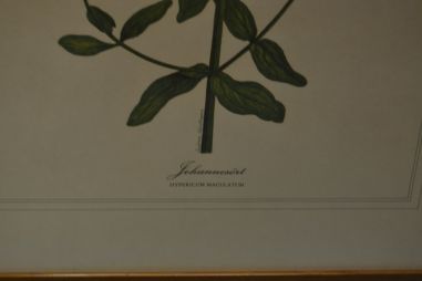 (P-1101/4) Raamitud taimedega trükipilt