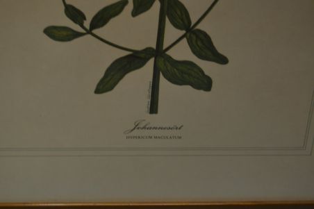 (P-1101/4) Raamitud taimedega trükipilt