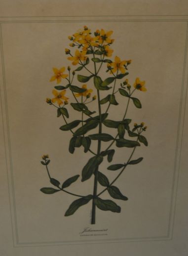 (P-1101/4) Raamitud taimedega trükipilt