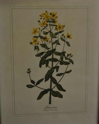 (P-1101/4) Raamitud taimedega trükipilt 2