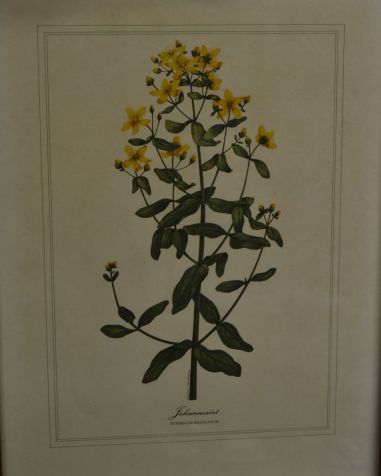 (P-1101/4) Raamitud taimedega trükipilt