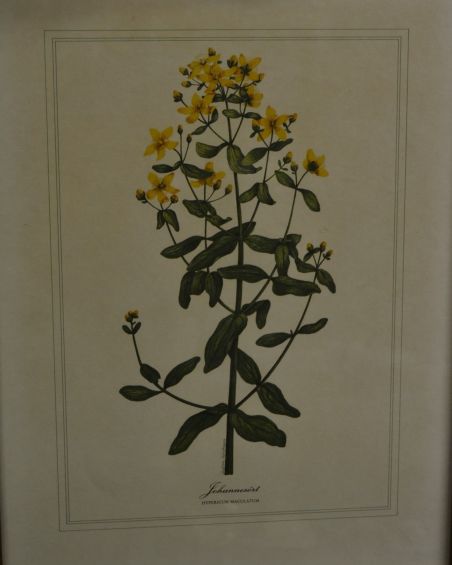 (P-1101/4) Raamitud taimedega trükipilt