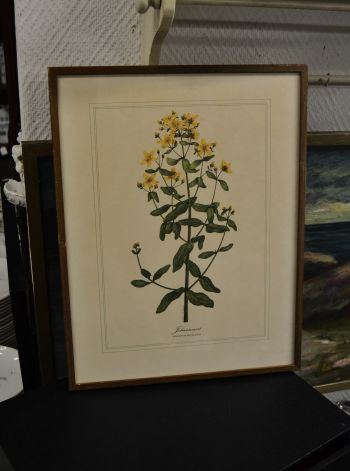 (P-1101/4) Raamitud taimedega trükipilt