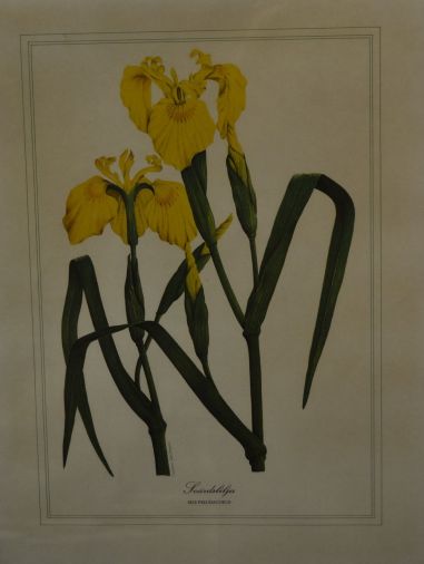 (p-1101/3) Raamitud taimedega trükipilt