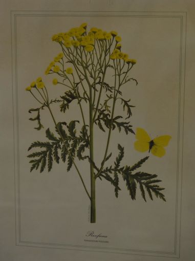 (P-1101/2) Raamitud taimedega trükipilt