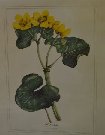 (p-1101/1)  Raamitud taimedega trükipilt 2