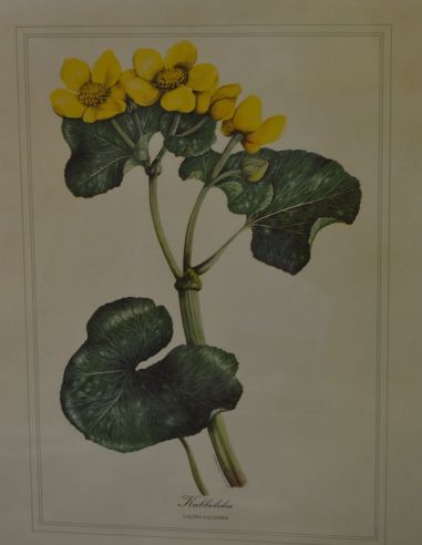 (p-1101/1)  Raamitud taimedega trükipilt