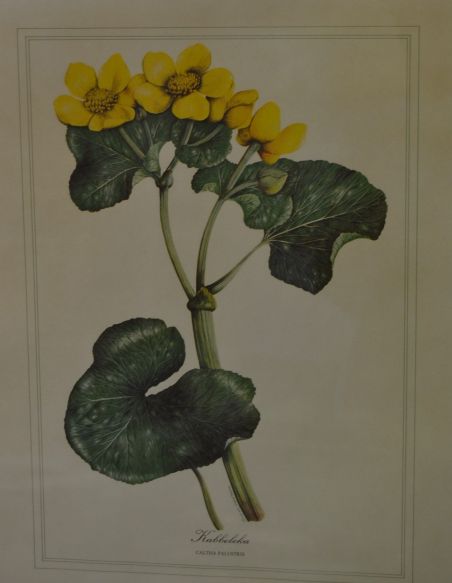 (p-1101/1)  Raamitud taimedega trükipilt