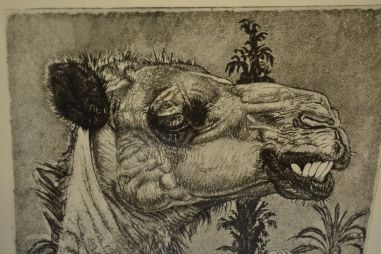 (P-1106) Viiralt, trükirepro Berberi tüdruk kaameliga