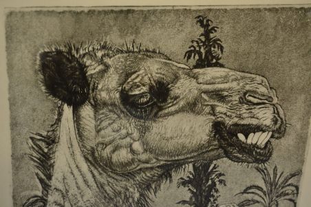 (P-1106) Viiralt, trükirepro Berberi tüdruk kaameliga