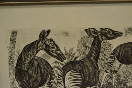 (P-1115)  Viiralti trükirepro Okaapid