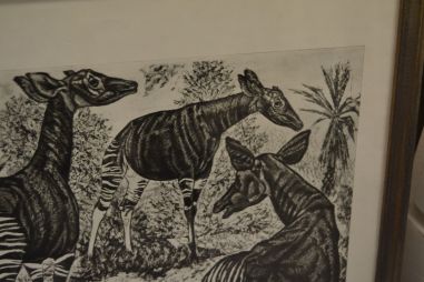 (P-1115)  Viiralti trükirepro Okaapid