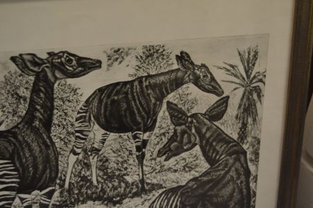 (P-1115)  Viiralti trükirepro Okaapid