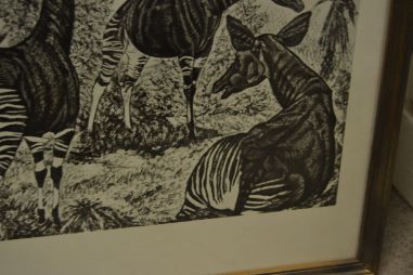 (P-1115)  Viiralti trükirepro Okaapid