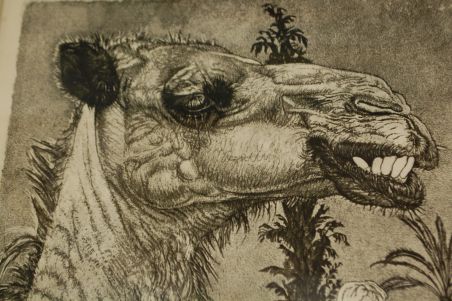 (P-1126) Viiralt, trükirepro Berberi tüdruk kaameliga