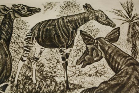 (P-1127) Viiralt, trükirepro Okaapid