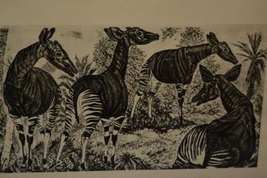 (P-1137) Viiralt, trükirepro Okaapid