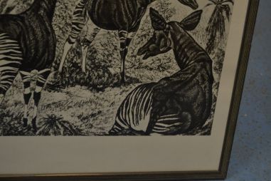 (P-1137) Viiralt, trükirepro Okaapid