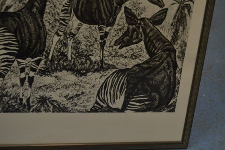 (P-1137) Viiralt, trükirepro Okaapid