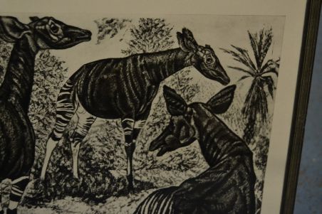 (P-1137) Viiralt, trükirepro Okaapid