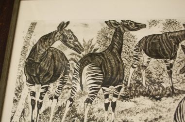 (P-1138) Viiralt, trükirepro Okaapid