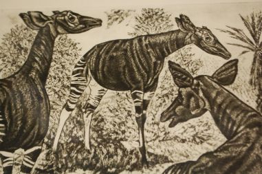 (P-1138) Viiralt, trükirepro Okaapid