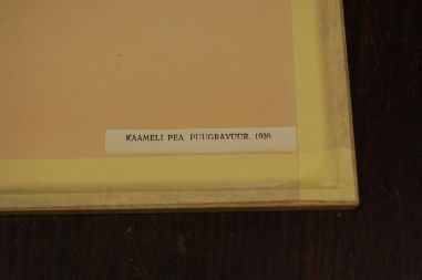 (P-1144) Viiralt, trükirepro Kaameli pea