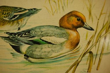 (n-7712) SF, ümar kerge kandik "Pardid"