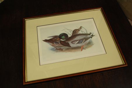 (n-7980) John Gould sarjast "Euroopa linnud", raamitud trükk "Pardid"