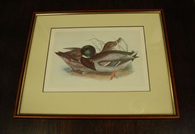 (n-7980) John Gould sarjast "Euroopa linnud", raamitud trükk "Pardid"