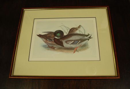 (n-7980) John Gould sarjast "Euroopa linnud", raamitud trükk "Pardid"