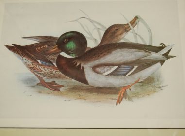 (n-7980) John Gould sarjast "Euroopa linnud", raamitud trükk "Pardid"
