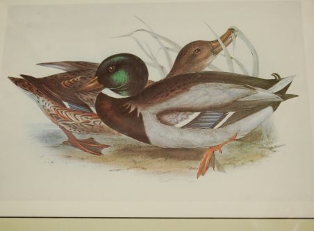 (n-7980) John Gould sarjast "Euroopa linnud", raamitud trükk "Pardid"