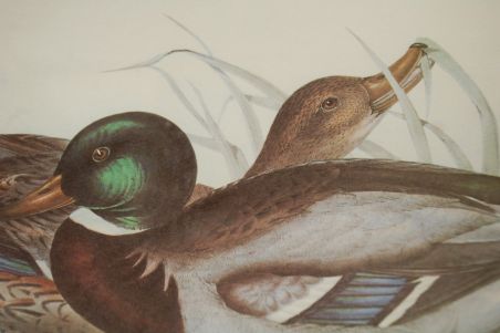 (n-7980) John Gould sarjast "Euroopa linnud", raamitud trükk "Pardid"