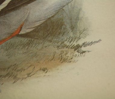 (n-7980) John Gould sarjast "Euroopa linnud", raamitud trükk "Pardid"