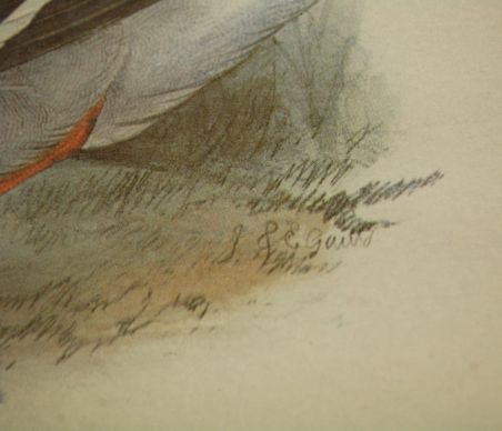 (n-7980) John Gould sarjast "Euroopa linnud", raamitud trükk "Pardid"
