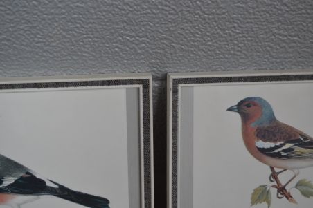 (n-8004) Lindudega trükipildid, 2 tk komplektis
