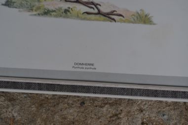 (n-8004) Lindudega trükipildid, 2 tk komplektis